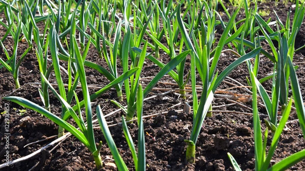 Obraz garlic plant vegetable garden