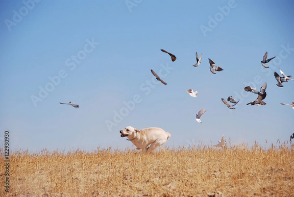 Obraz I can fly too...