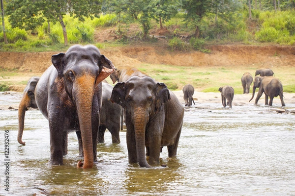 Obraz sri lanka elephant