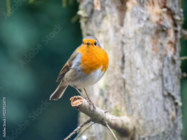 Fototapeta Rotkehlchen (Erithacus rubecula)