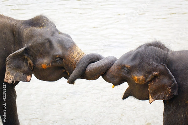 Obraz słoń sri lanki