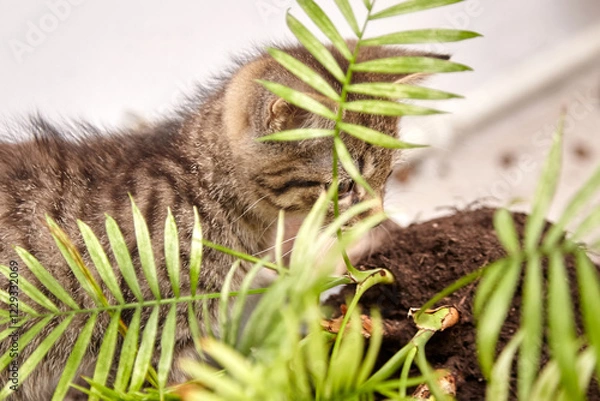 Fototapeta A tabby kitten curiously explores a broken plant pot, partially hidden behind green leaves with scattered soil. The inquisitive kitten blends into the cozy indoor scene as it inspects the mess
