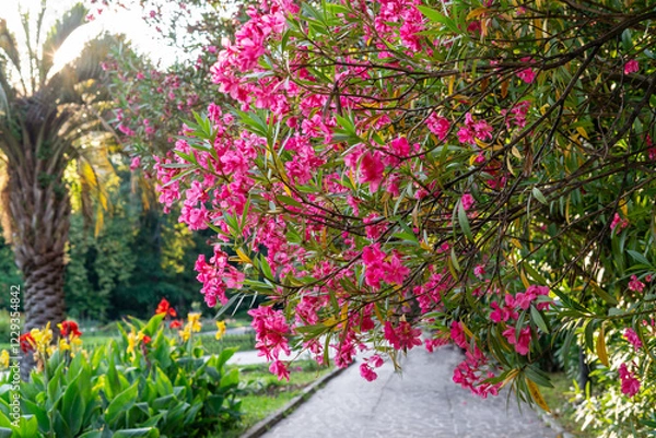 Fototapeta Botanical park with lushly blooming Nerium oleander tree with bright vibrant red pink flowers Botanical Garden Spring blossoming and landscaping concept greeting card Natural background