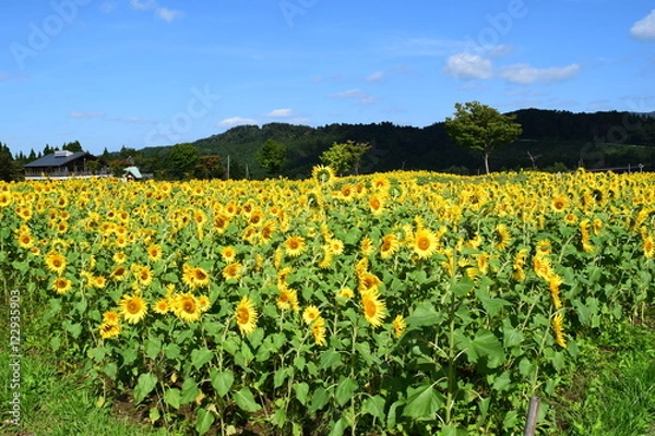 Fototapeta ヒマワリ