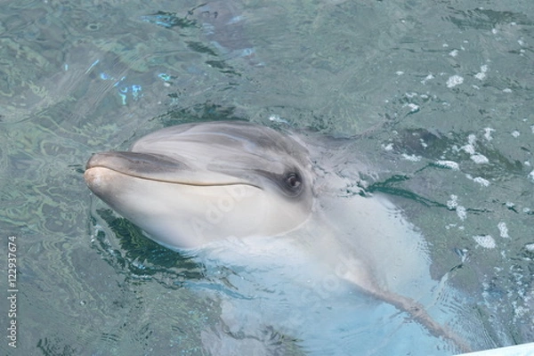 Fototapeta イルカ