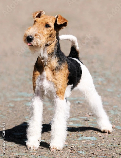 Obraz Fox terrier standing