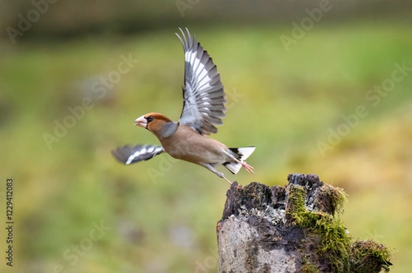 Fototapeta Kernbeißer (Coccothraustes coccothraustes)