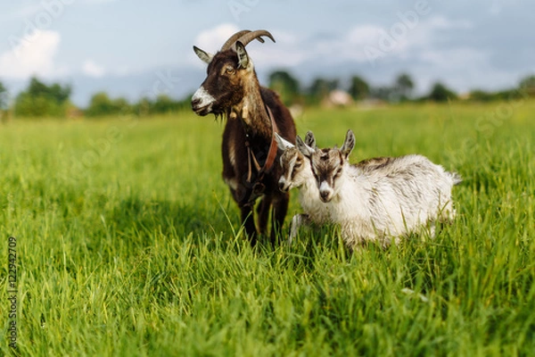 Fototapeta Коза с козлятами