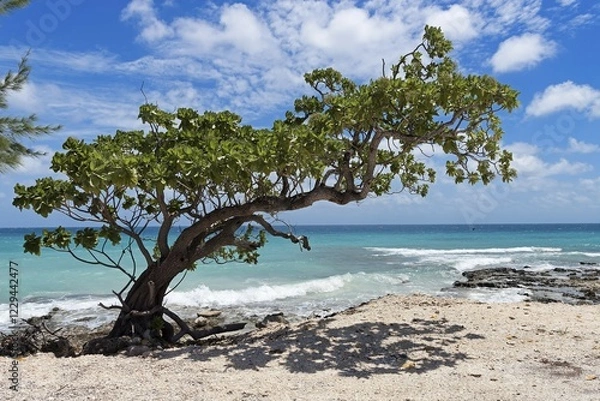 Fototapeta Slate tree on the beach, Rangiroa, Tuamotu Archipelago, French Polynesia, Oceania