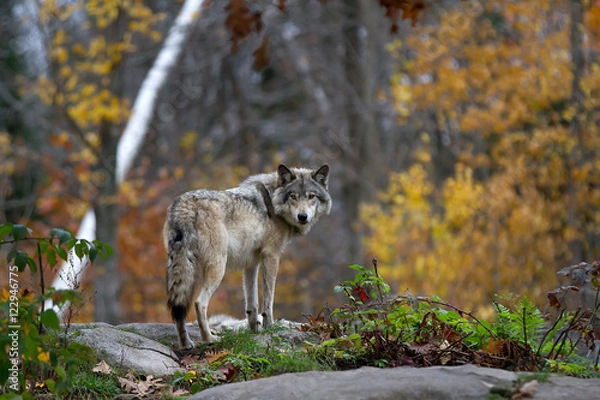Obraz A lone Timber wolf or Grey Wolf (Canis lupus) standing on a rocky cliff looking back on a rainy day in autumn in Quebec, Canada