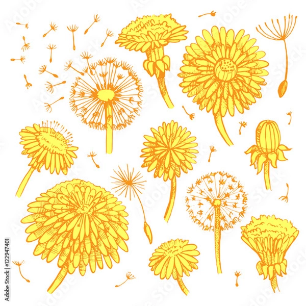Fototapeta Floral elements for design, doodle ink dandelions. EPS10 Vector illustration