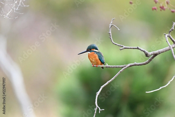 Fototapeta カワセミ川蝉 common kingfisher