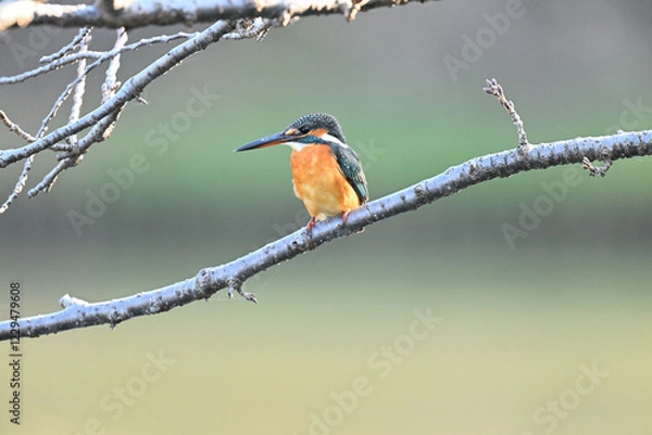 Fototapeta カワセミ川蝉 common kingfisher