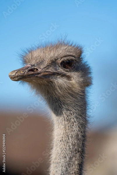 Fototapeta Close-Up of a curious Ostrich at a farm in Switzerland 
