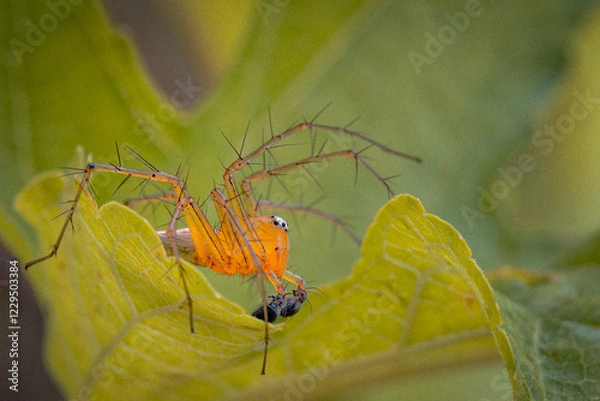 Fototapeta The spider Oxyopes salticus preys on flies behind leaves, belongs to the family Oxyopidae, and is part of the genus Oxyopes and the order Araneae., spider on a leaf