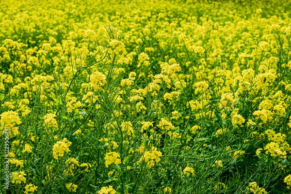 Fototapeta 菜の花畑