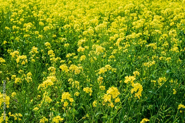 Fototapeta 菜の花畑