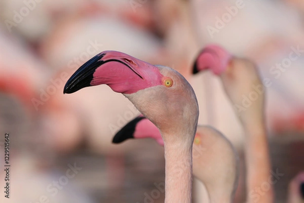 Obraz Flamant rose