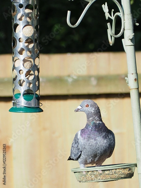 Fototapeta a colourful pidgeon eating from a garden bird feeder seed tray in the sunshine