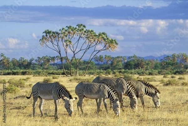 Fototapeta Grevy's Zebras ( Equus grevyi ) in front of a Doum Palm Samburu National Reserve - Kenya