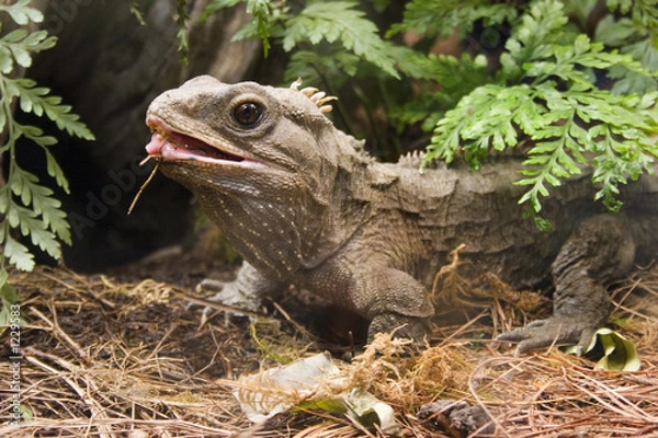 Obraz tuatara 03