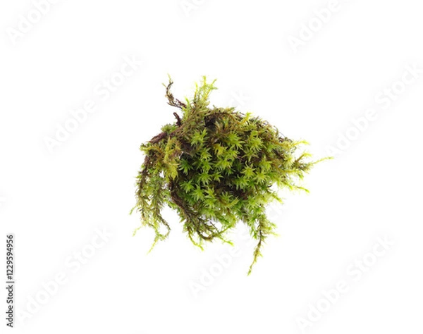 Obraz Green moss isolated on white background