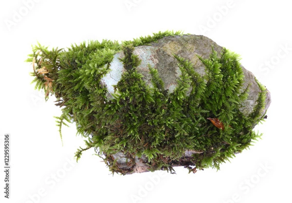 Obraz Green moss on stone, isolated on white