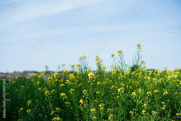 Fototapeta 菜の花畑