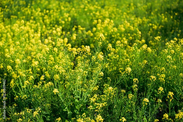 Fototapeta 菜の花畑