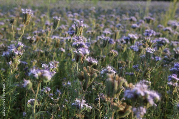 Obraz Bienenfreund - Rainfarn-Phazelie - Büschelschön