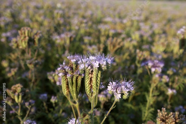 Obraz Bienenfreund - Rainfarn-Phazelie - Büschelschön