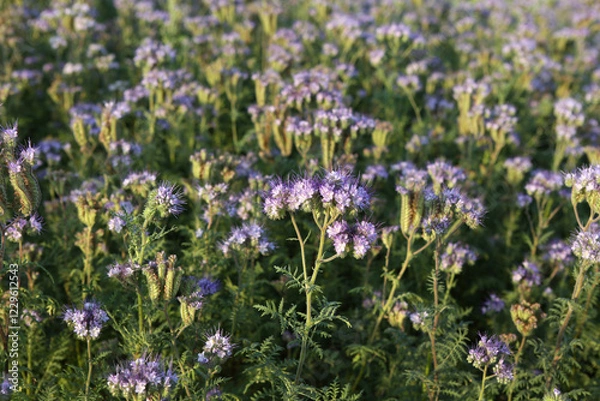 Obraz Bienenfreund - Rainfarn-Phazelie - Büschelschön