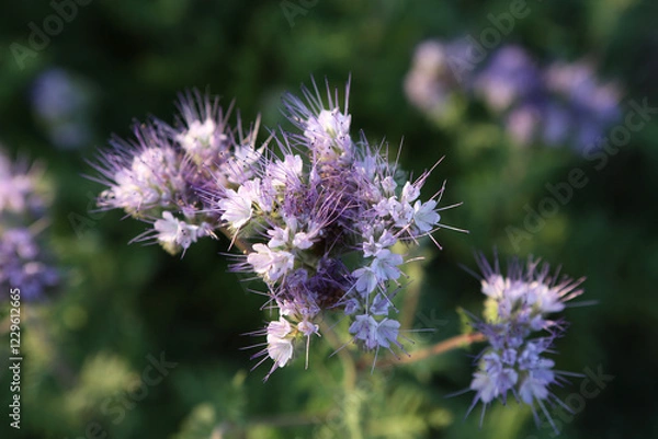 Obraz Bienenfreund - Rainfarn-Phazelie - Büschelschön