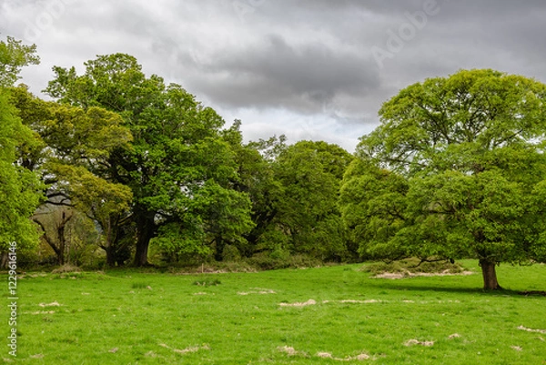 Obraz Views during a walk in Killarney National Park County Kerry, Ireland 