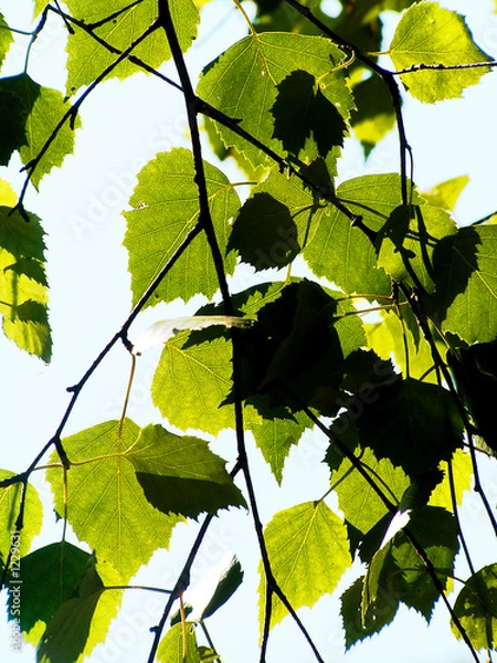 Obraz birch leafage