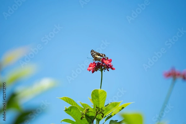 Obraz Beautiful butterfyl