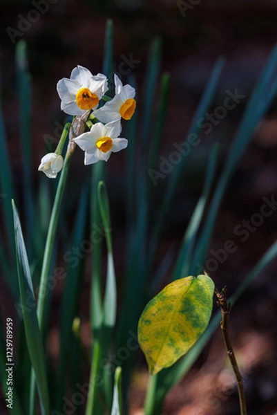 Obraz 山道にスイセンが咲いていた
