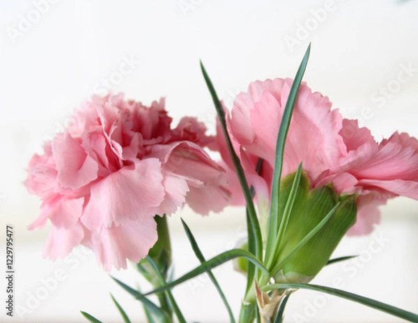 Fototapeta Pink carnation flower houseplant