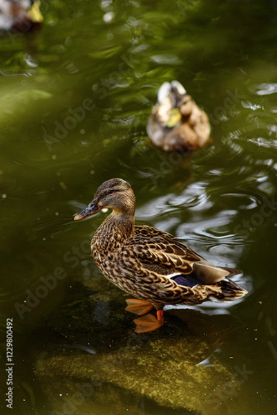 Fototapeta duck on the lake