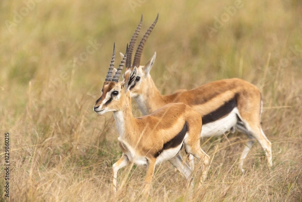 Fototapeta Thomsongazellen