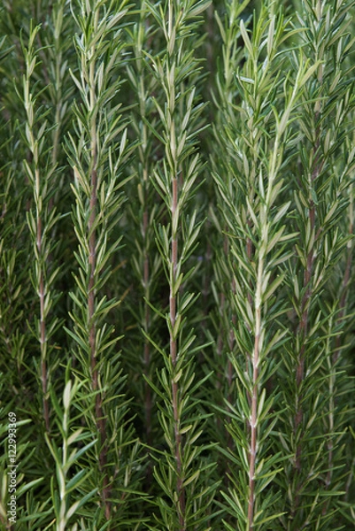 Fototapeta rosemary