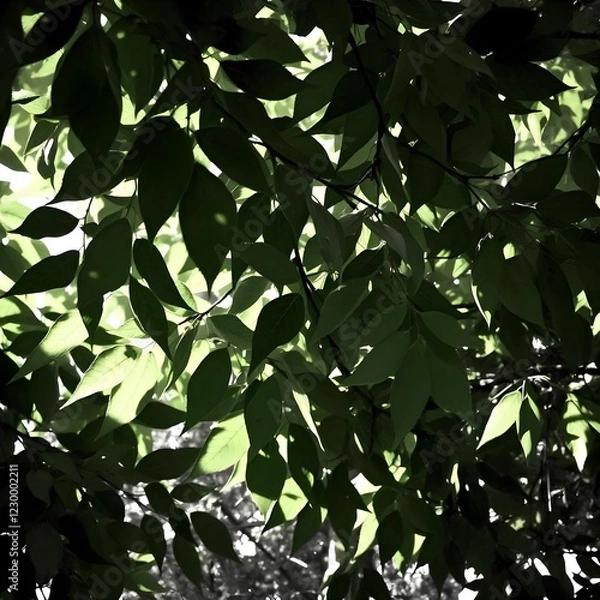 Fototapeta green leaves of a tree