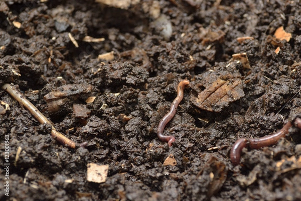 Fototapeta Lombrices rojas de California en un vermicompostador.