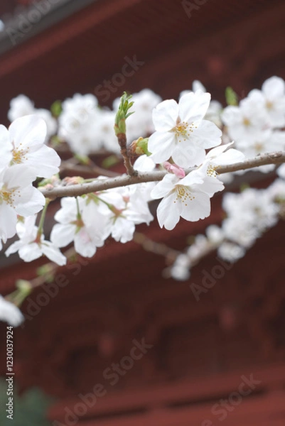 Fototapeta 咲き誇る日本の桜