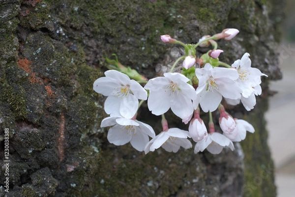 Obraz 咲き誇る日本の桜