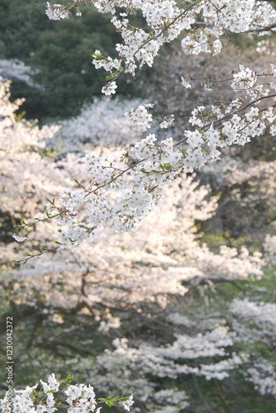 Obraz 咲き誇る日本の桜