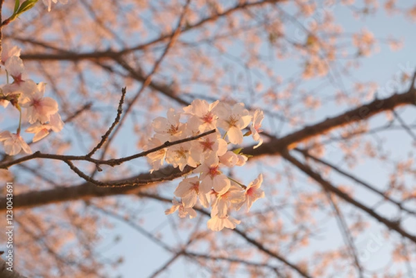 Obraz 桜咲く日本の夕暮れ