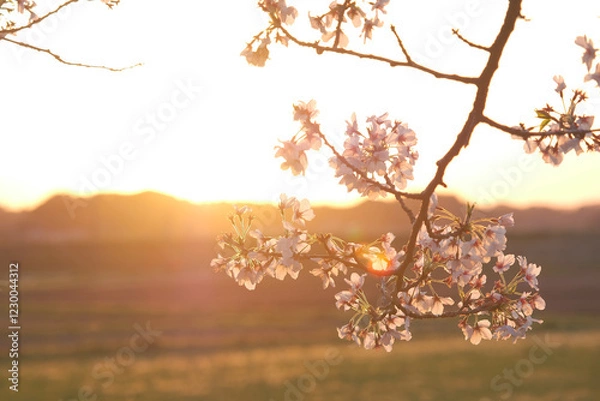 Obraz 桜咲く日本の夕暮れ