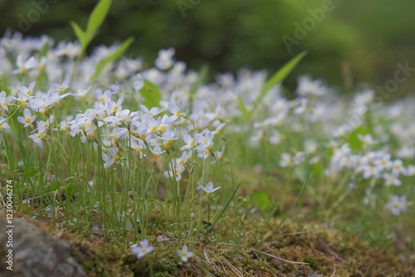 Obraz 小さな花の森