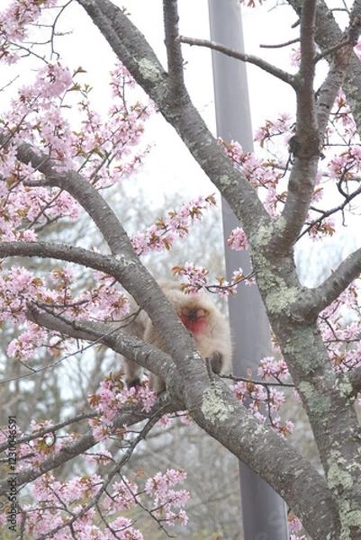 Obraz 春の桜の木の上で桜の花びらを食べる猿